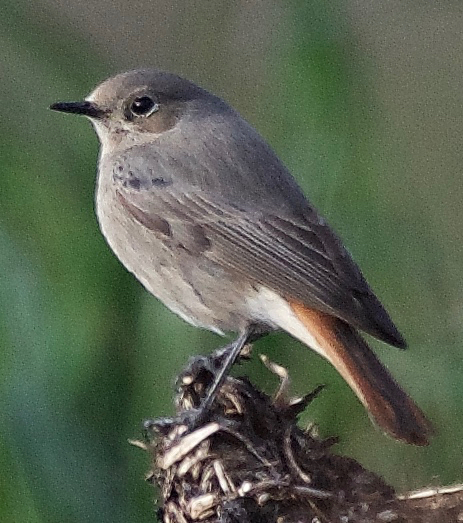 Black Redstart
