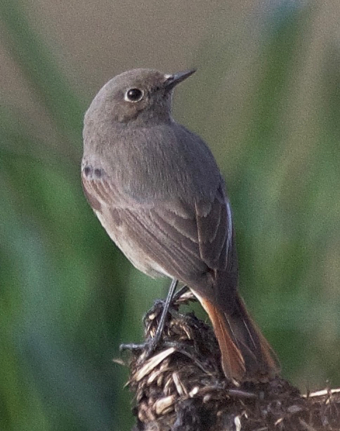 Black Redstart