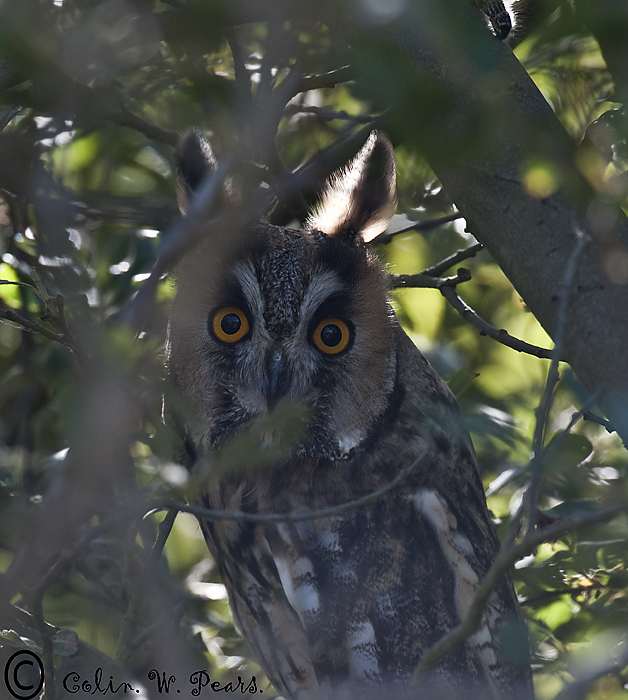 Long-eared Owl