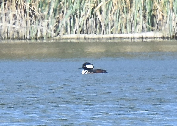 Hooded Merganser