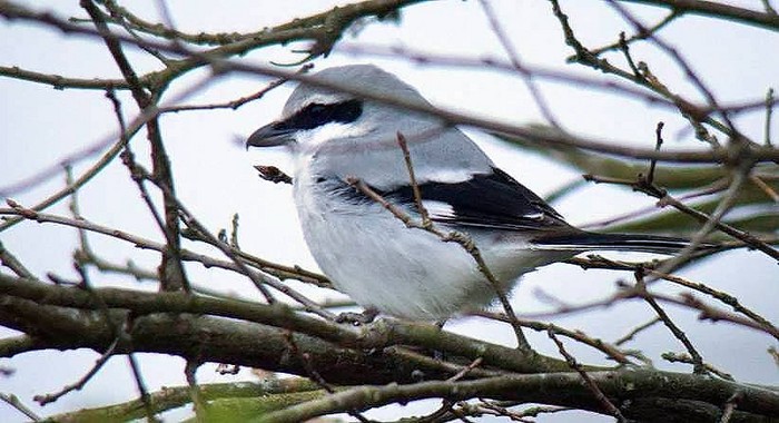 Great Grey Shrike