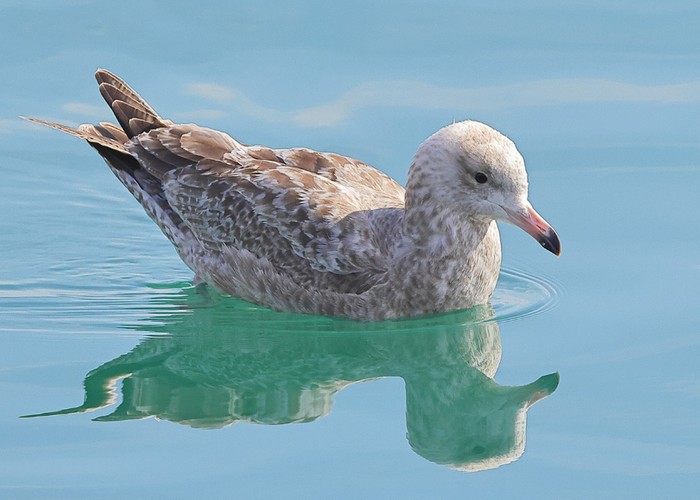 American Herring Gull