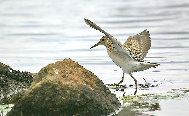 Pectoral Sandpiper