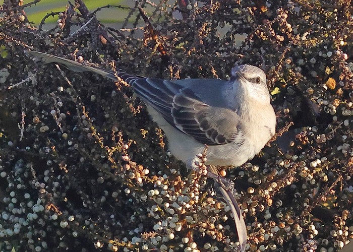 Northern Mockingbird