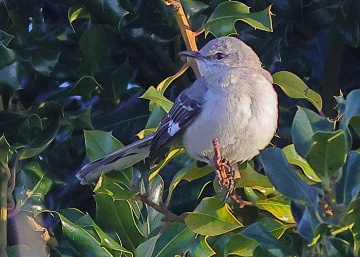 Northern Mockingbird