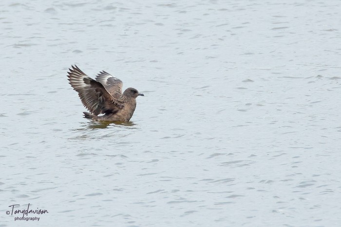 Great Skua