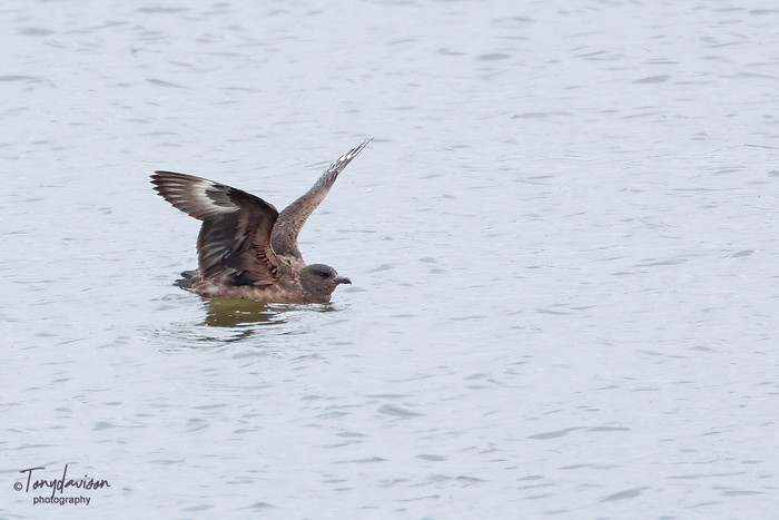 Great Skua