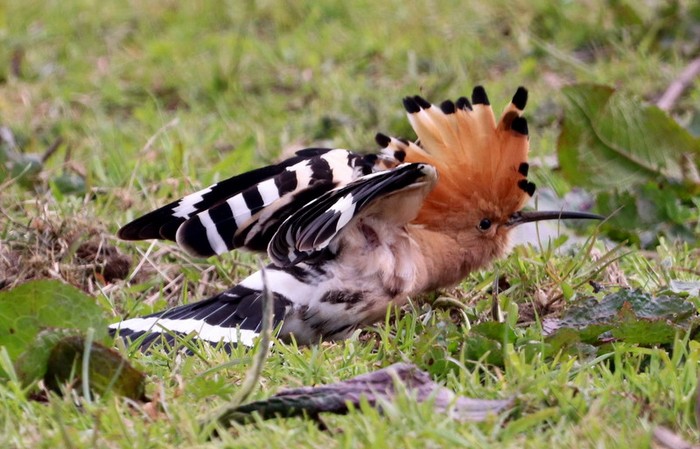 Hoopoe