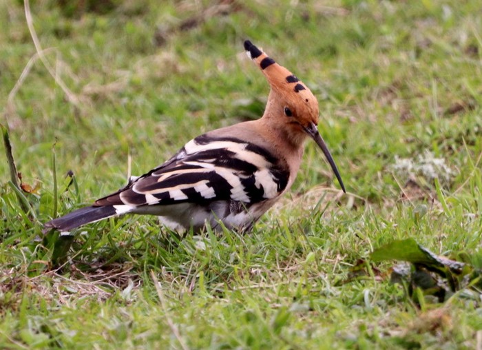 Hoopoe