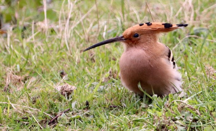 Hoopoe