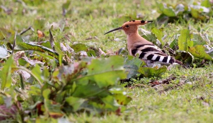 Hoopoe