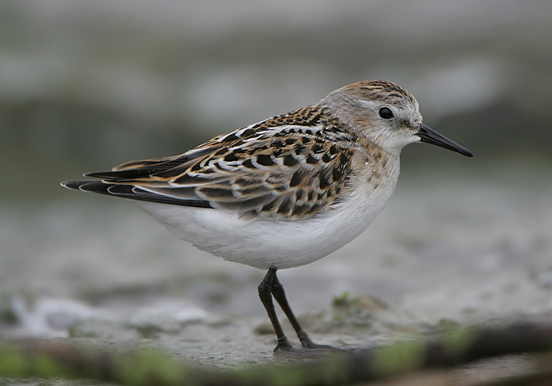 Little Stint