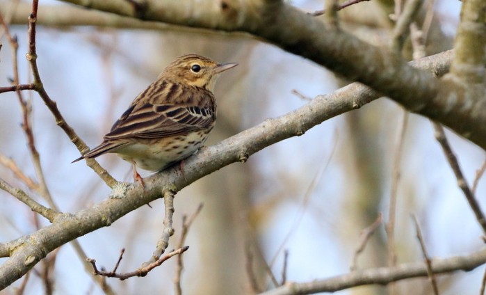 Tree Pipit