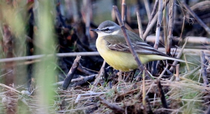 Blue-headed Wagtail