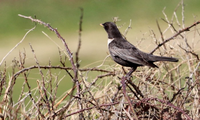 Ring Ouzel
