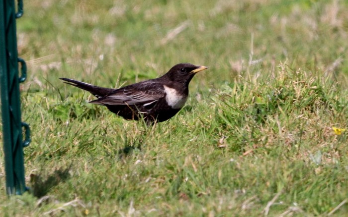 Ring Ouzel