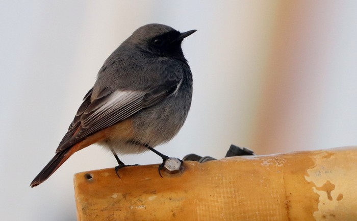 Black Redstart