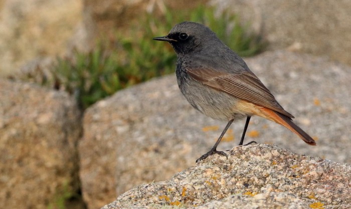 Black Redstart