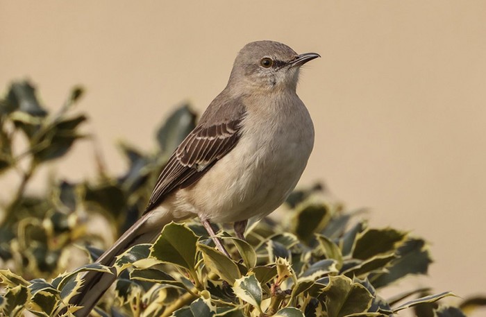 Northern Mockingbird