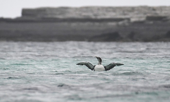 White-billed Diver