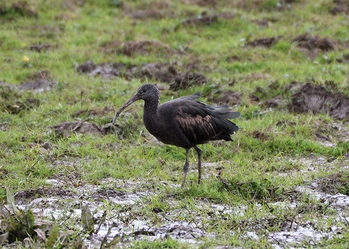 Glossy Ibis