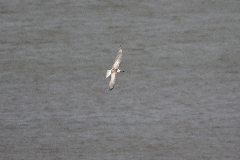 White-winged Black Tern