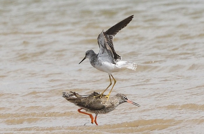 Lesser Yellowlegs