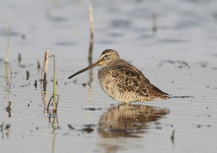 Long-billed Dowitcher