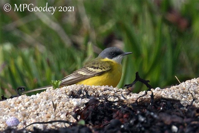 Ashy-headed Wagtail