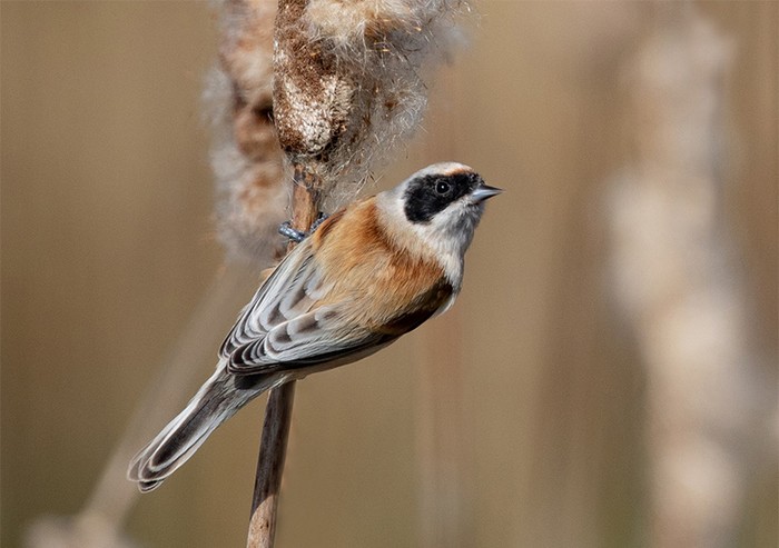 Penduline Tit