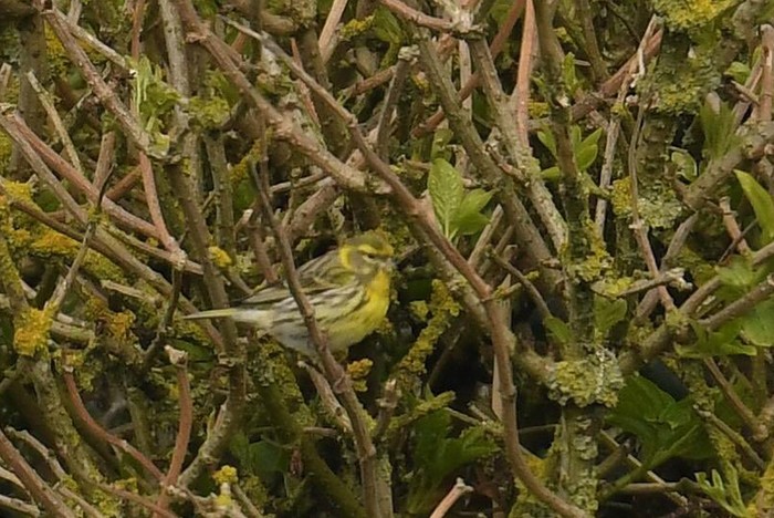 Serin