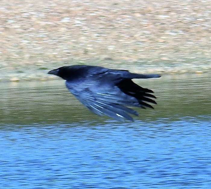 Carrion Crow