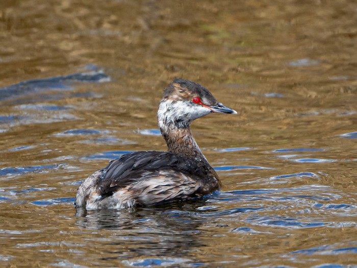 Slavonian Grebe