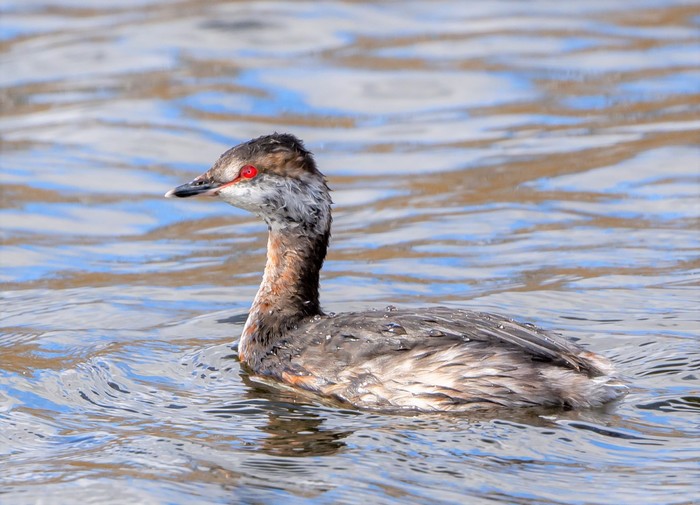 Slavonian Grebe