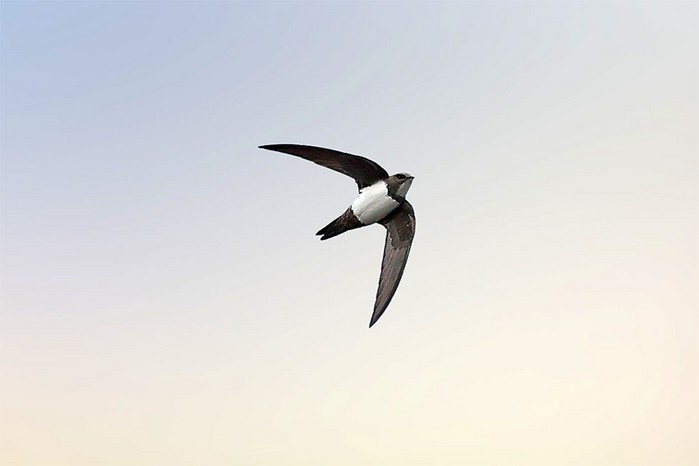 Alpine Swift