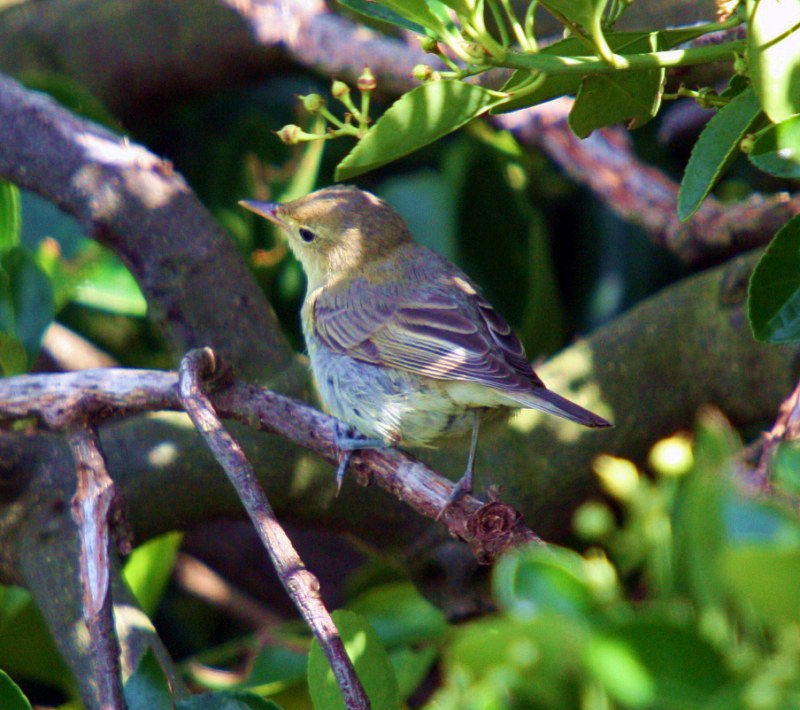 Icterine Warbler