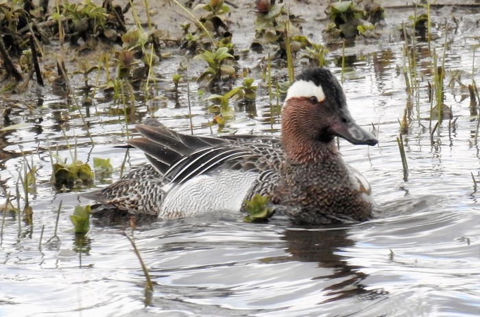 Garganey