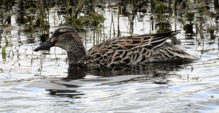 Garganey