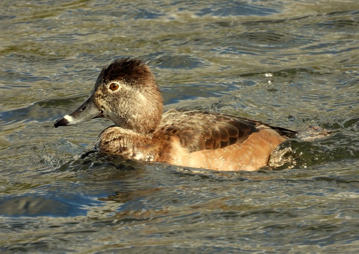 Ring-necked Duck