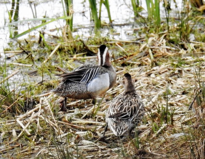 Garganey
