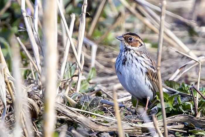 Little Bunting