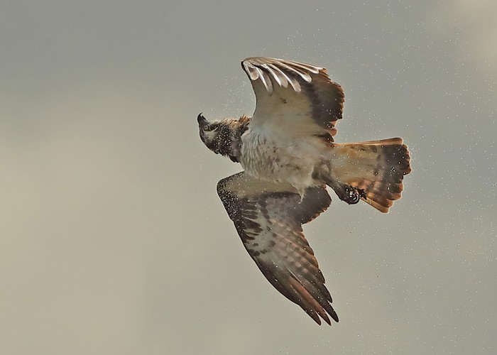 Osprey