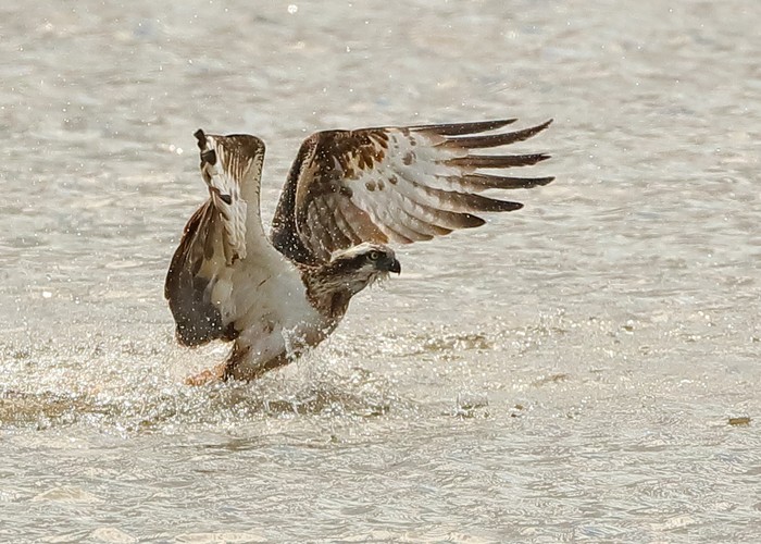 Osprey
