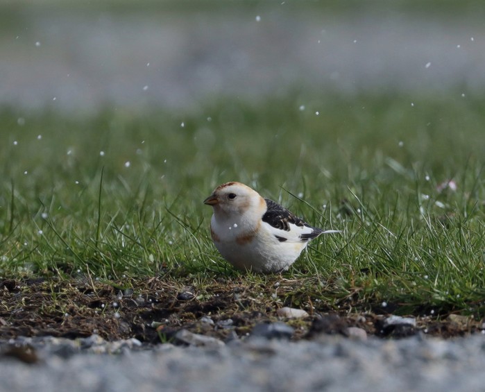 Snow Bunting