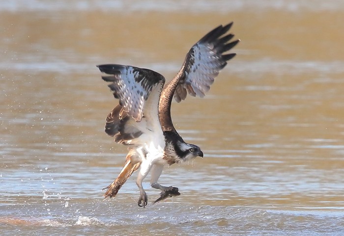 Osprey