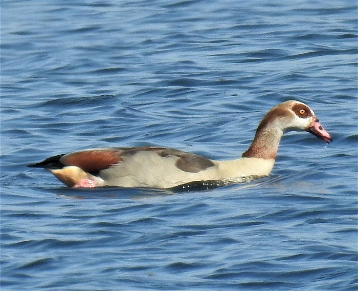 Egyptian Goose 