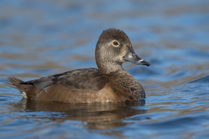 Ring-necked Duck