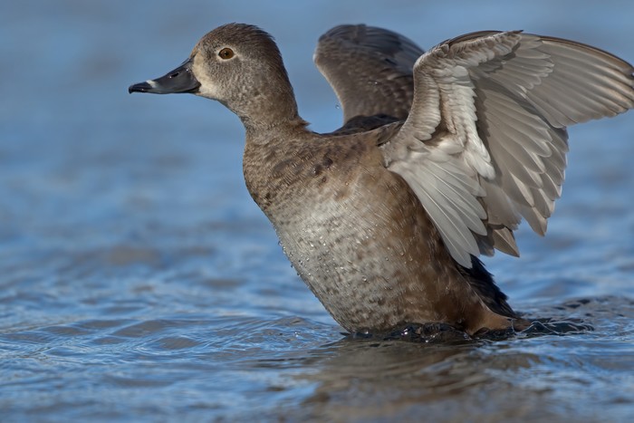 Ring-necked Duck