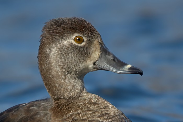 Ring-necked Duck