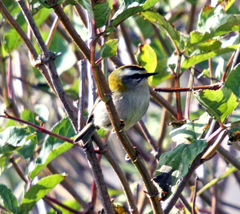 Firecrest